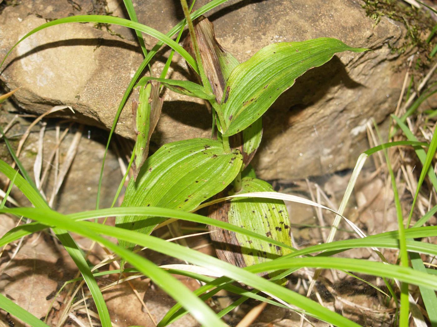 Helleborine, Broad-leaved leaf